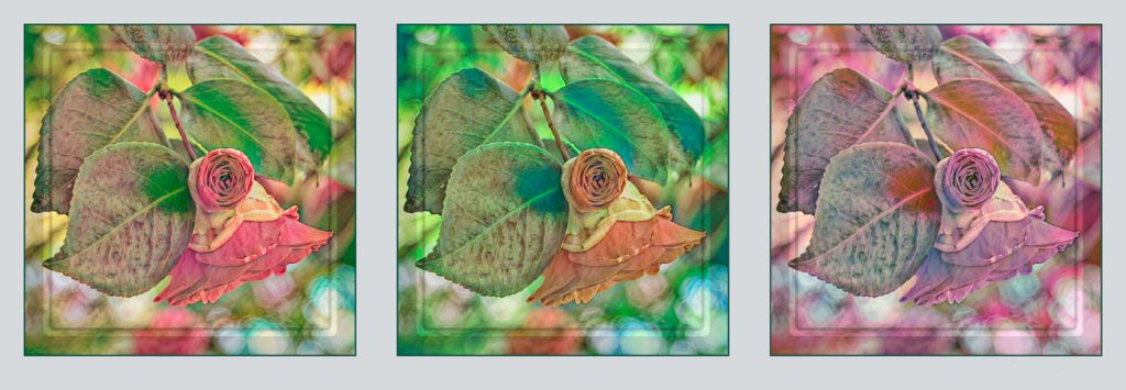 Rose Tryptich - Andi Shapiro